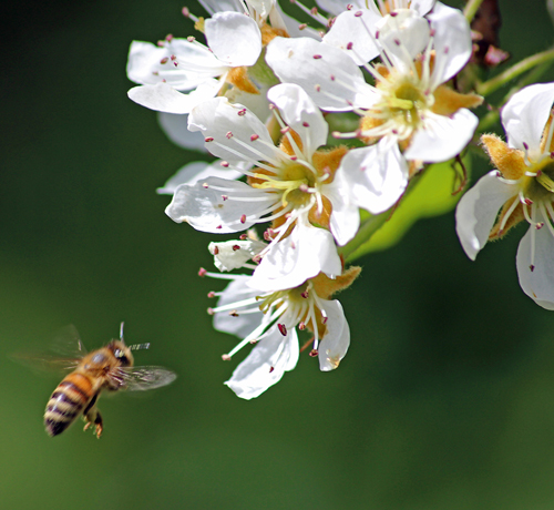 Stadtnatur – Einweihung des Wildbienengartens am 27. Juni